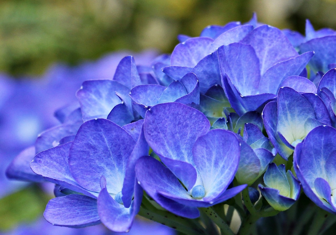 为什么花呗当面花用不了怎么办（花呗当面花用不了怎么回事）